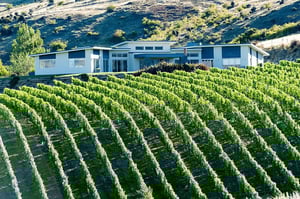 Stewart Town Vineyard