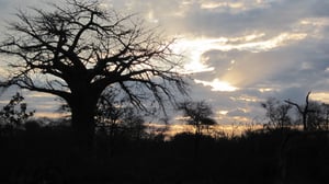  Chishakwe Safaris Hunter's House