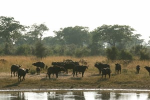Crispy Fresh Meal Boxes