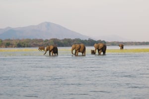 Mana Pools Camping