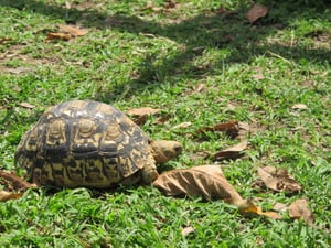 The Twala Trust Animal Sanctuary