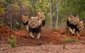 WILDLIFE ENCOUNTER –  Feast of Beasts