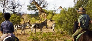 Zambezi Horse Safaris