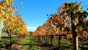 Melbourne Wine - Un Tour di Victoria