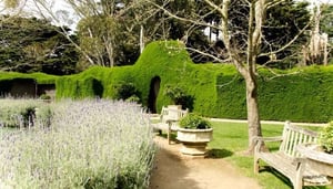 Ashcombe Maze & Lavender Gardens