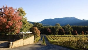 Boynton's Feathertop Winery