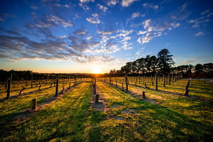 Fra Melbourne: Mornington Peninsula Food & Wine Taste Trail