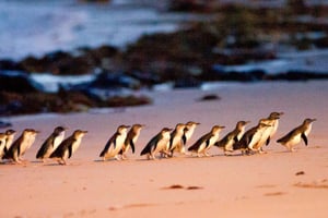 From Melbourne: Phillip Island Penguin Parade & Koalas Tour