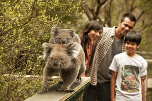 Da Melbourne: Parata dei pinguini a Phillip Island e riserva dei koala
