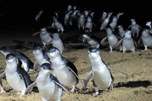 Au départ de Melbourne : Excursion d'une journée à Phillip Island pour observer les pingouins et la nature