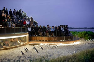 Da Melbourne: Tour ecologico della parata dei pinguini di Phillip Island
