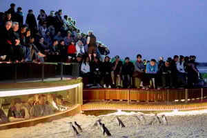 Melbournesta: Phillip Island Penguin Parade Yksityinen kierros