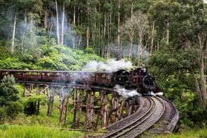 Da Melbourne: Treno a vapore Puffing Billy e tour della fauna selvatica