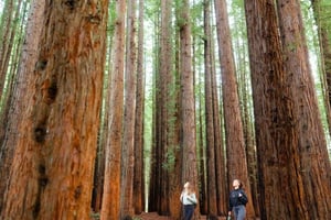 Från Melbourne: Redwoods Forest & Yarra Valley Wine Tour