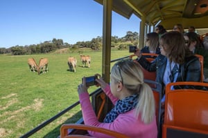 Desde Melbourne: Zoo de Werribee Open Range y Mansión de Werribee