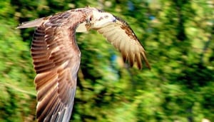 Healesville Sanctuary