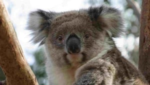 Koala Conservation Centre