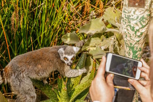 Melbourne Zoo: 1-Tagesticket