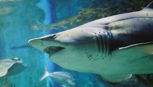 Sea Life Melbourne Aquarium