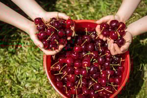 Melbourne: Christmas in the Yarra Valley Cherry Picking Tour