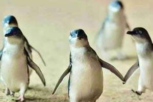 Melbourne Puffing Billy Penguin Yarra Valley Wine choc Tour