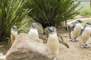 Melbourne Evening Penguin Parade: Exklusiv visningsplattform