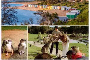 Melbourne: Penguin Parade , Koala & Brighton Bathing Boxes