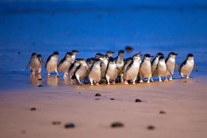 Melbourne: Phillip Islandin yksityinen kierros, pingviinit ja koalat