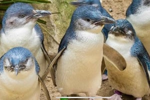 Melbourne: Phillip Islandin yksityinen kierros ja pingviiniparaati