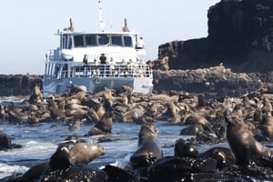 Melbourne: Phillip Island-tur med hop-on-bus eller sælkrydstogt