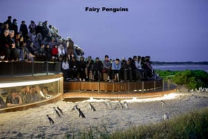 Melbourne: Private Phillip Island Penguin Parade Tour
