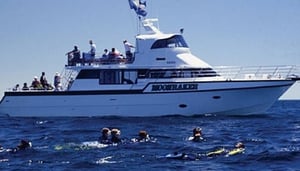 Moonraker Dolphin Swims