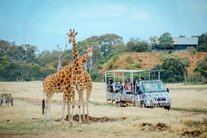Off-Road Safari at Werribee Open Range Zoo