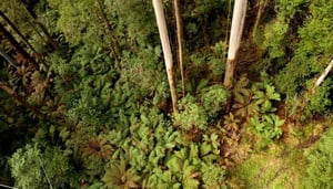 Otway Fly Treetop Adventures