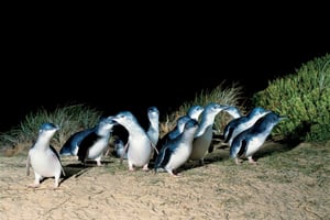 Phillip Island Exclusive VIP Penguin Parade Skybox Tour