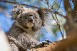 Phillip Island: tour di 1 giorno pinguini e fauna selvatica