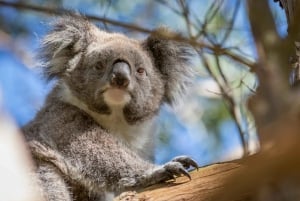 Phillip Island: dagsutflykt med pingviner och vilda djur