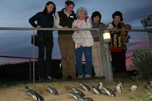Phillip Island: The Penguin Parade 10-timmarstur