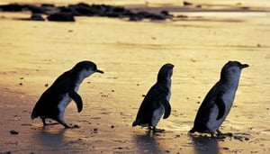 Phillip island tours Australia