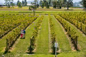  Puffing Billy & Yarra Valley Wineries With Lunch
