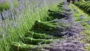 Warratina Lavender Farm