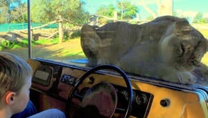 WERRIBEE Open Range Zoo