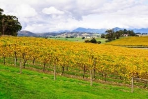 Hele dag graastocht door Yarra Valley: Gin, wijn, pizza, kaas