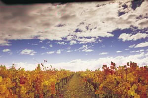 Ярра-Вэлли: экскурсия по винодельням с обедом в Yering Station