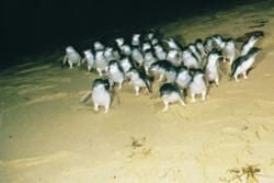 Wyspa Phillip: Raj dla miłośników przyrody