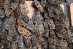 When and What to see In the Australian Alps