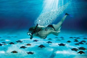 Cozumel: El Cielo & Palancar Snorkel with Open Bar & Ceviche