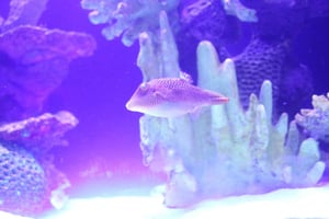 Mexico City: Inbursa Aquarium optional Round trip transfer