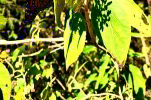 Mexico City: Monarch Butterfly Sanctuary Day Tour