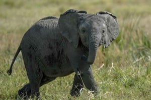 Teotihuacan Safari: Old Ruins and Interact with Animals